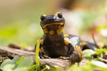 Feuersalamander